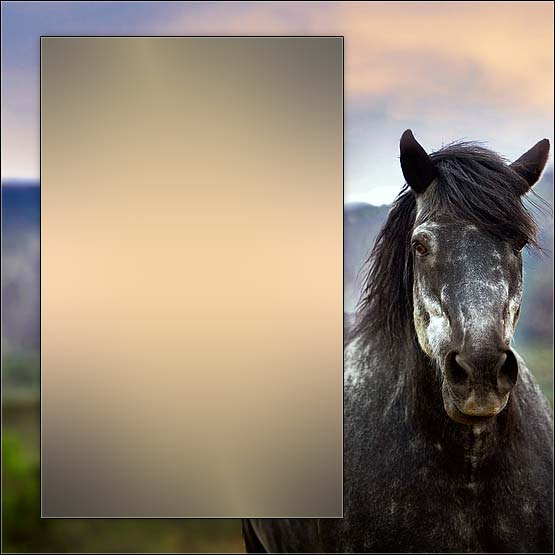 graphic template sample 14