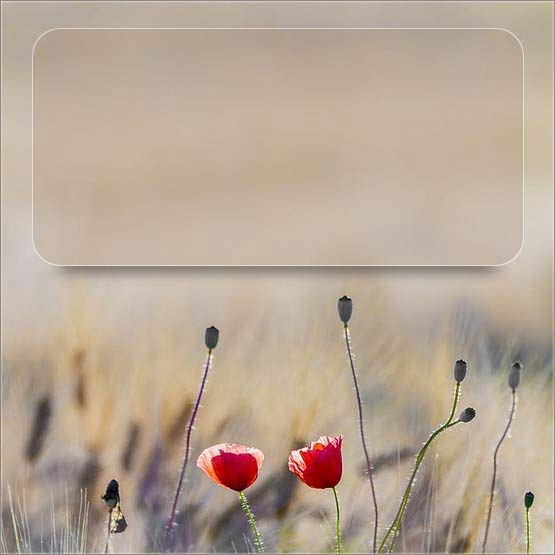 graphic template sample 40